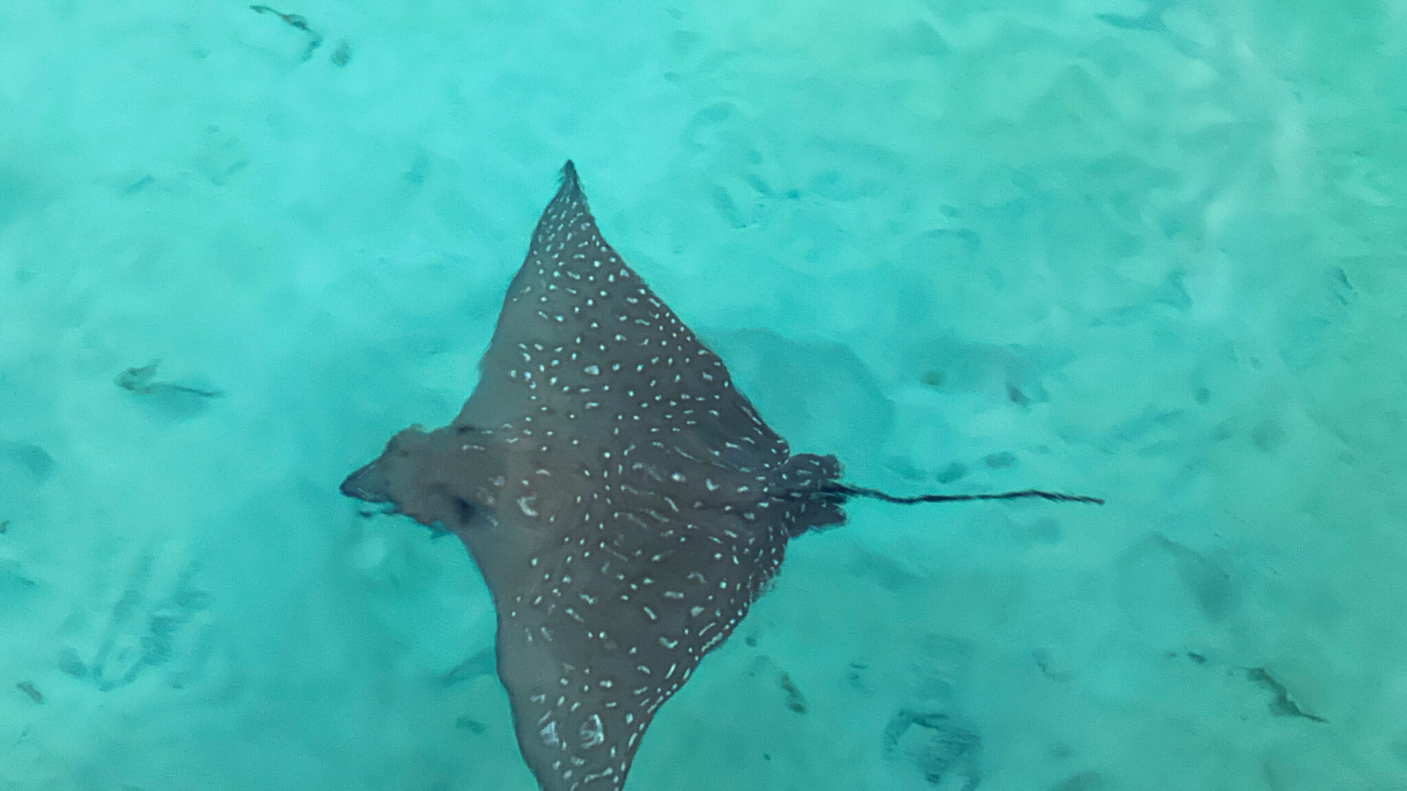 Waldorf Astoria Maldives Ithaafushi mobula ray