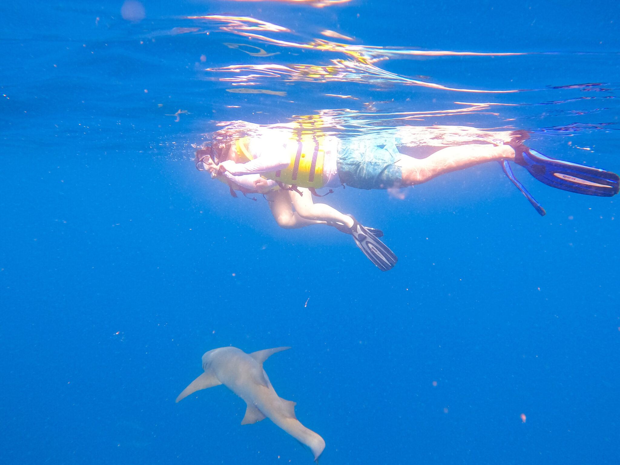 Waldorf Astoria Maldives Ithaafushi nurse shark snorkeling