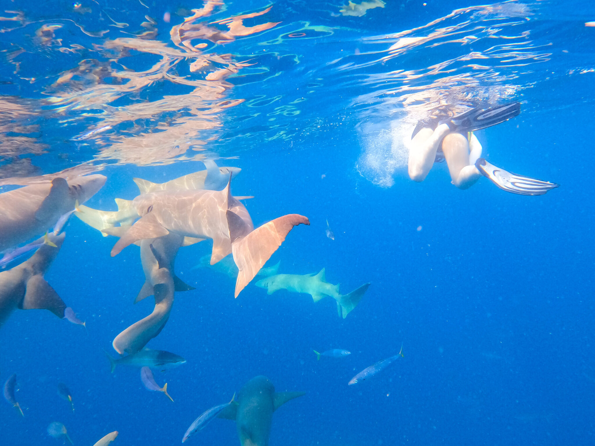 Waldorf Astoria Maldives Ithaafushi nurse shark snorkeling