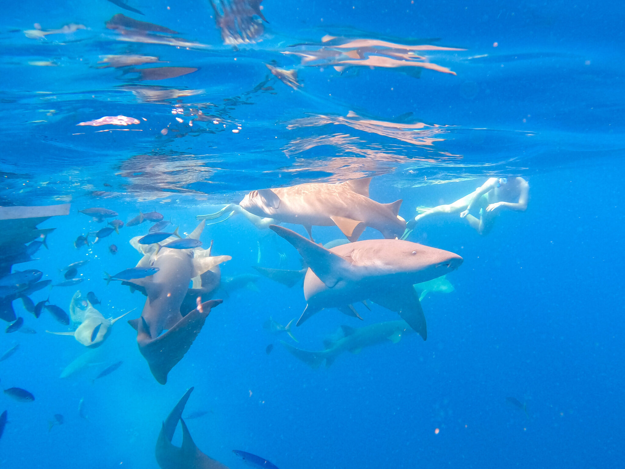 Waldorf Astoria Maldives Ithaafushi nurse shark snorkeling