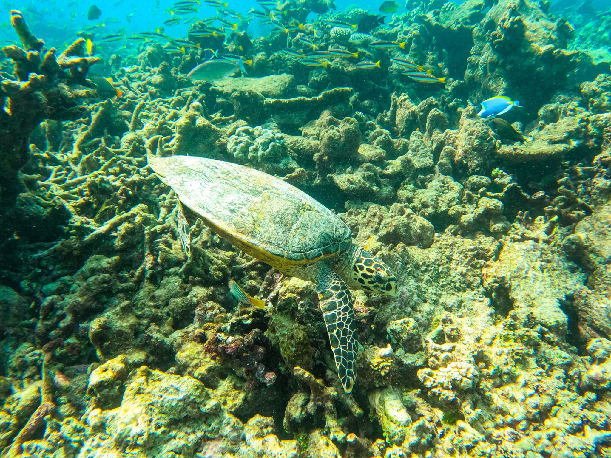 Waldorf Astoria Maldives Ithaafushi sea turtle