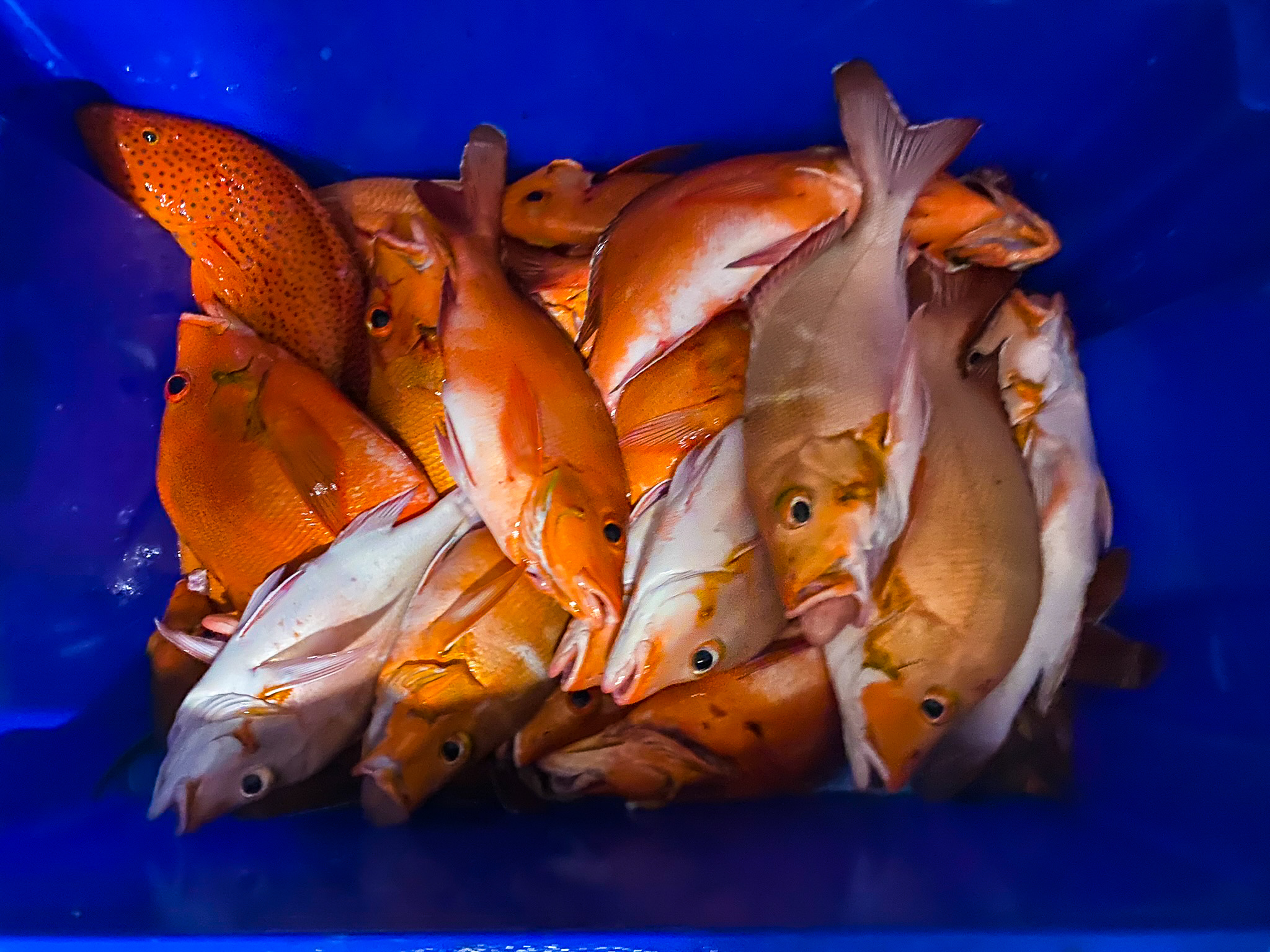 Waldorf Astoria Maldives Ithaafushi sunset fishing haul